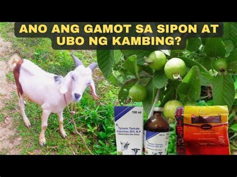 gamot sa ubo ng kambing|Gamot Sa Sipon At Ubo: Ang Mabisang Lunas Ayon .